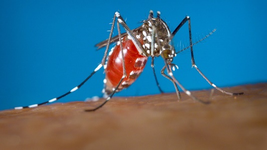  the-first-death-from-dengue-in-delhi
