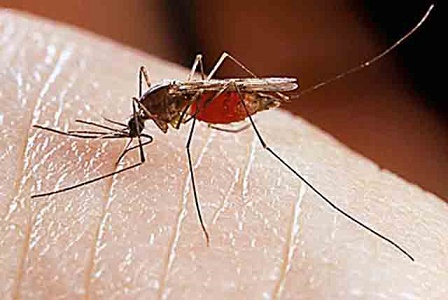 Do you know the secret of mosquito bites ...?