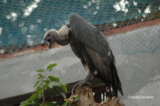 vulture an endangered species