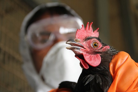 bird flu entrance in kerala after delhi and mp 