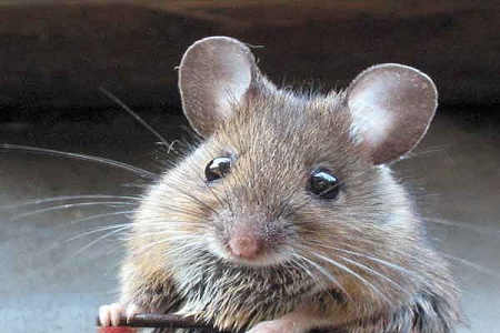 peshawar-administration-announces-cash-reward-of-rs-25-for-killing-rats