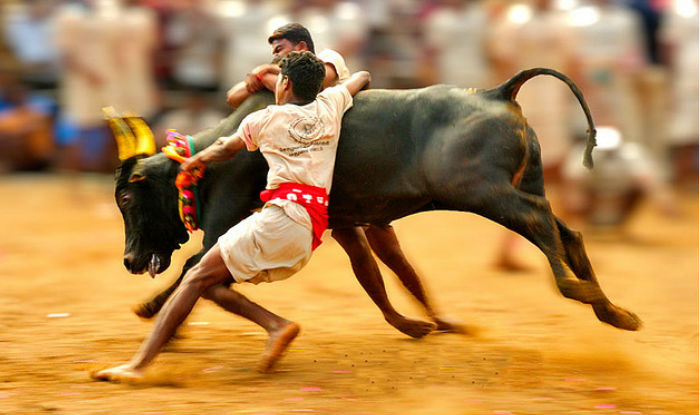 jalikattu-will-not-be-played-in-madurai-stir-continues