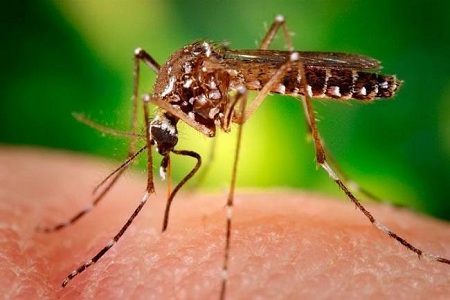 zika virus attack in gujrat