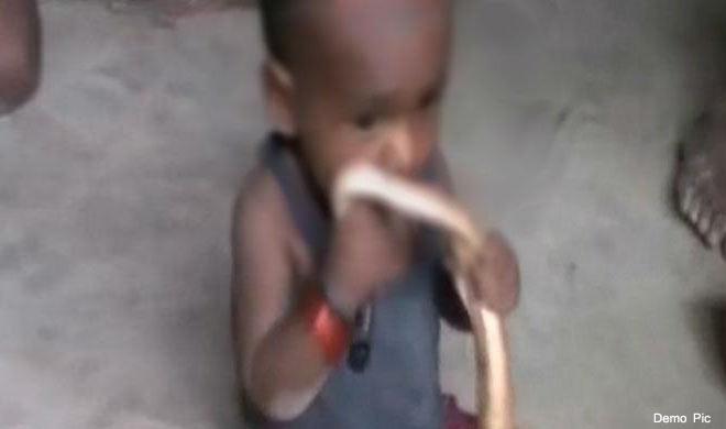 uttar-pradesh-uttar-pradesh-toddler-bites-and-kills-wolf-snake-at-firozabad